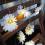 LED Batterie Lichterkette weisse Gerbera 10 warmweisse LED